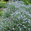 Moltkia petrae